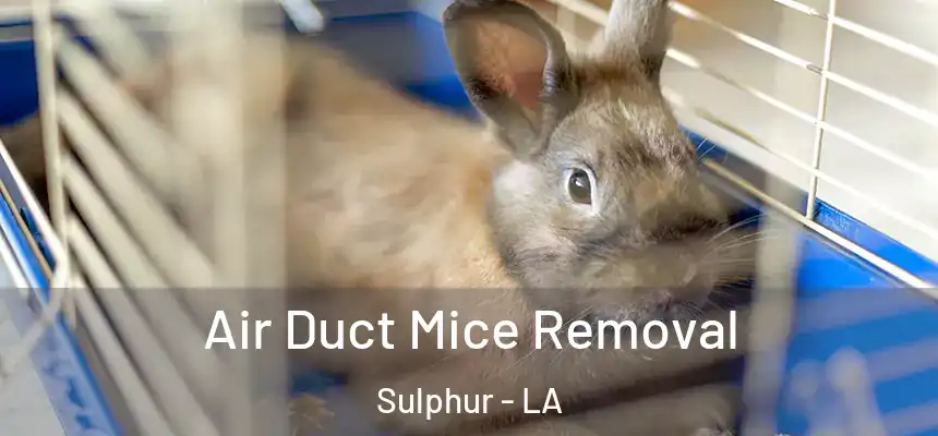 Air Duct Mice Removal Sulphur - LA